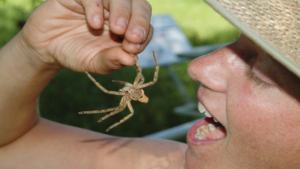 هل نأكل العناكب في نومنا؟