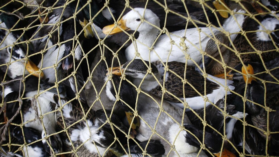 التشيك.. إعدام 40 ألف طائر بط بسبب إنفلونزا الطيور