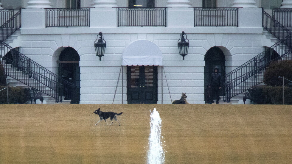 بعد الإبعاد.. عودة الكلاب إلى البيت الأبيض