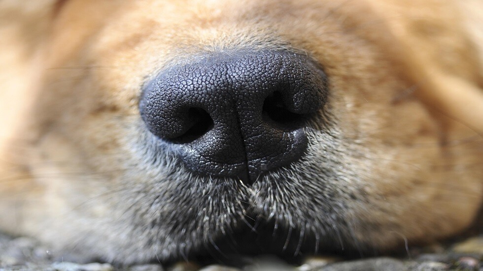 روسيا.. ابتكار أنف إلكتروني يكشف الأمراض