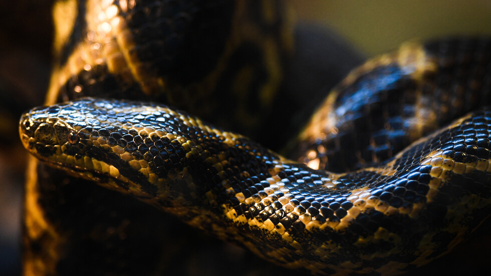 الغرب واستراتيجية أنشوطة "الأناكوندا" ضد روسيا