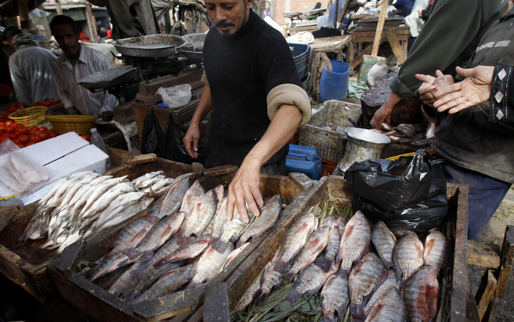 مصر: تحذيرات من سمكة سامة في الأسواق هي الأشد فتكا في العالم.. وليس لها ترياق!