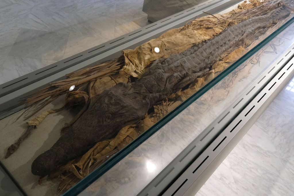 بعد  100 عام ونيّف من العثور عليها .. مومياوات تماسيح تكشف عن تفاصيل مثيرة في مصر القديمة