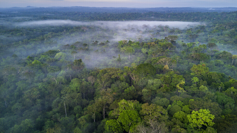 غابات الأمازون المطيرة قد 