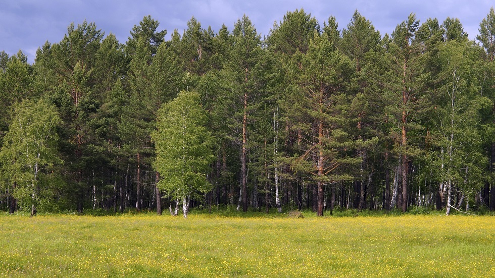 كيف سيؤثر الاحترار العالمي في نمو الأشجار؟
