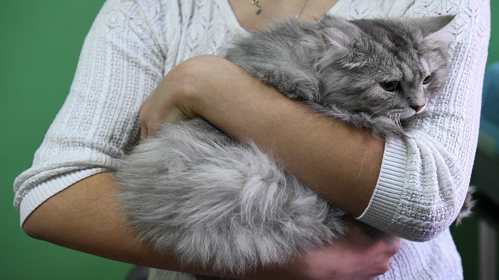 قط ينقذ  طفلة صغيرة من الموت في موسكو