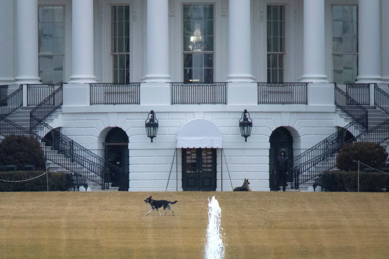 بعد الإبعاد.. عودة الكلاب إلى البيت الأبيض