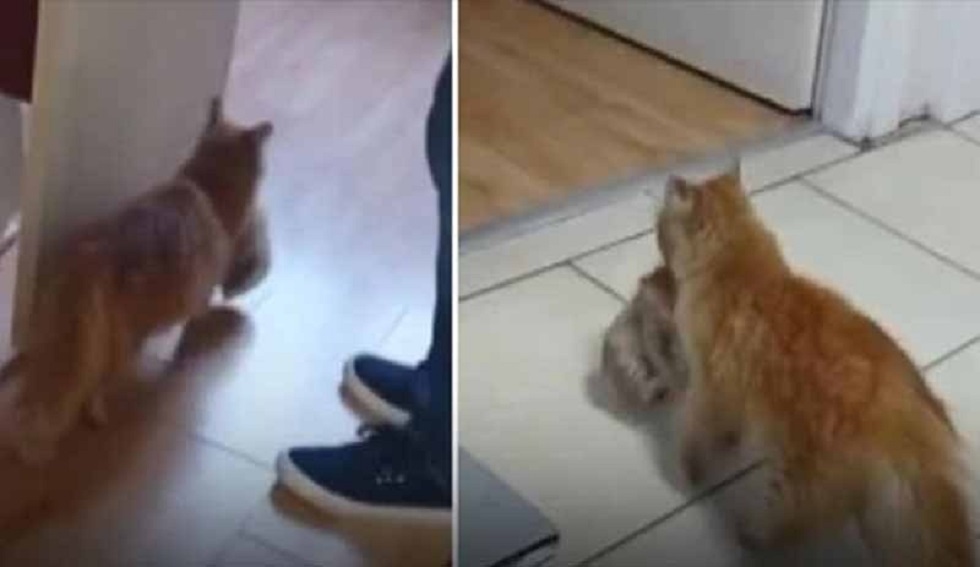 تركيا.. موجة تعاطف مع قطة حملت مولودها المصاب إلى المستشفى طلبا للمساعدة (فيديو)