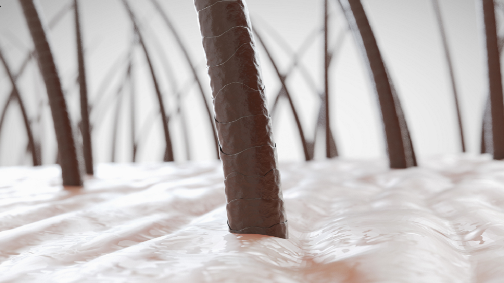 العلماء يكشفون ما يثبّط نشاط بصيلات الشعر في اختراق قد يمهّد الطريق لعلاج الصلع!