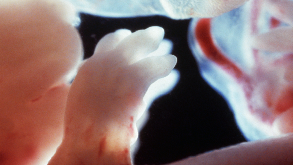 دراسة رائدة تعد بإمكانية زراعة الأجنة البشرية في أنبوب اختبار مدة 5 أسابيع!