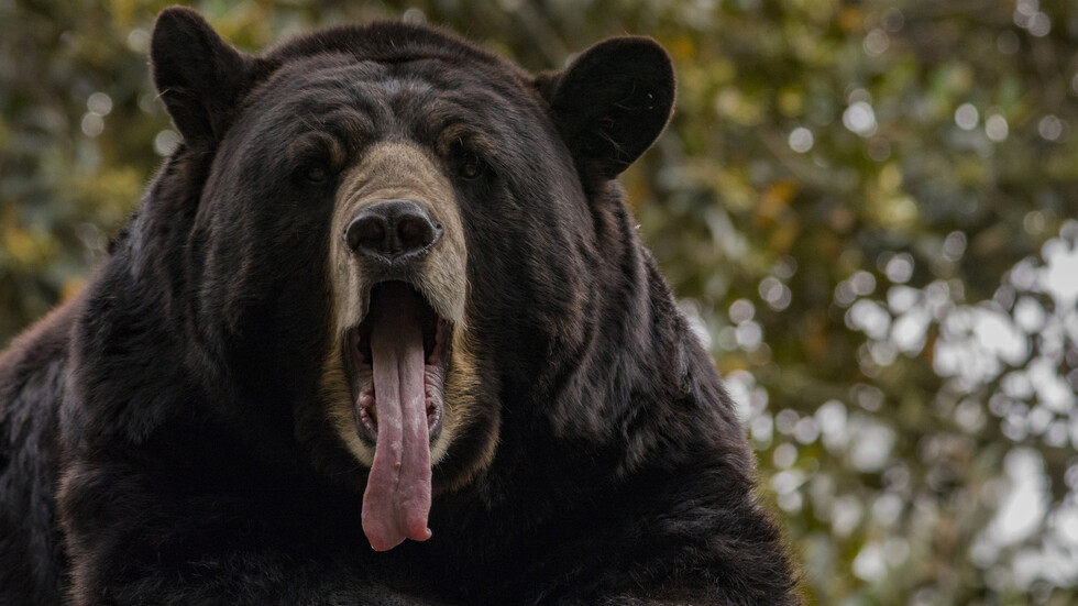 عدوى دماغية غامضة تصيب الدببة الأمريكية فتتصرف كالكلاب الأليفة!