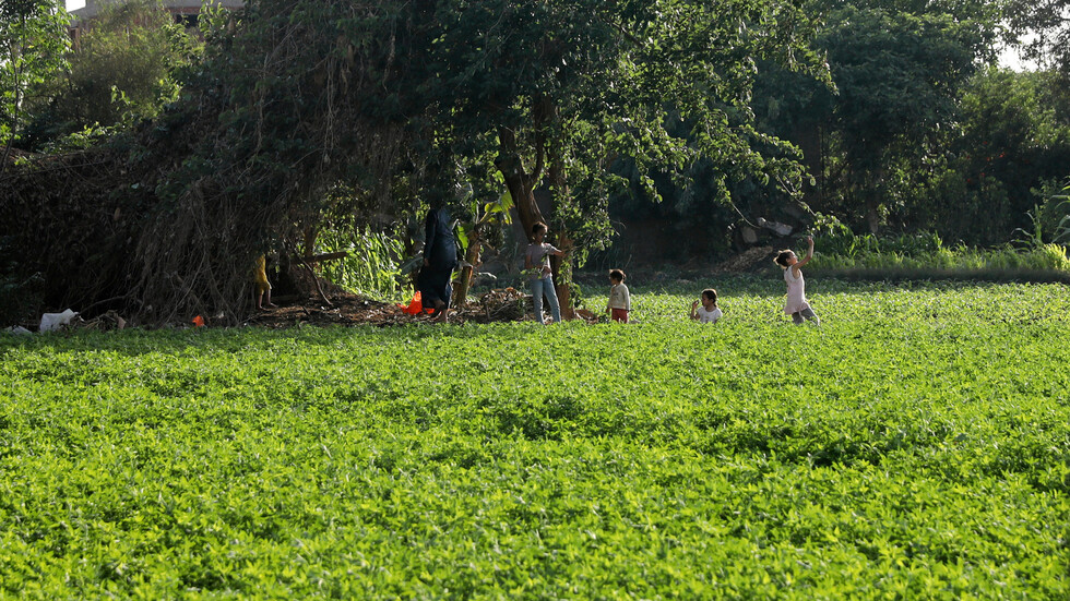 مصر تصدر أول شحنة برتقال إلى اليابان بعد "استيفاء المواصفات الأصعب على مستوى العالم"