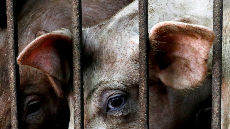 تونس.. إطلاق حملة للقضاء على الخنزير الوحشي في ولاية تطاوين