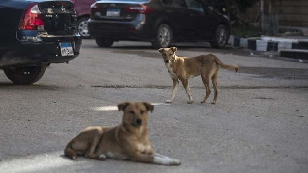 مصر.. كلب ضال يعقر 12 طفلا ويثير الذعر في قريتين ببني سويف