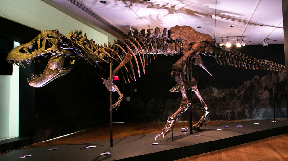 دراسة تكشف العدد الهائل للتيرانوصورات التي جابت الكرة الأرضية