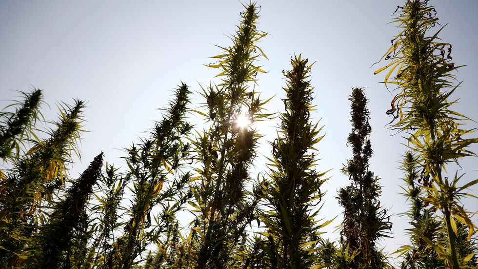 "فرانس برس": مزارعون لبنانيون يلجؤون لزراعة "الحشيشة" في ظل الظروف الاقتصادية الصعبة