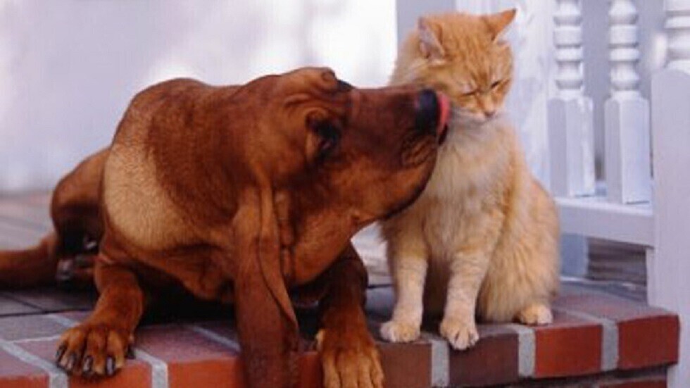 كلبة تدفن قطا ميتا وتلهب مشاعر المتابعين