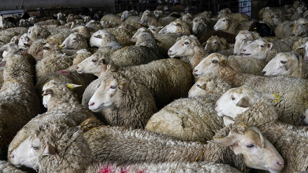 لا أحد يكترث.. أغنام وسط الركاب في أحد القطارات بالصين