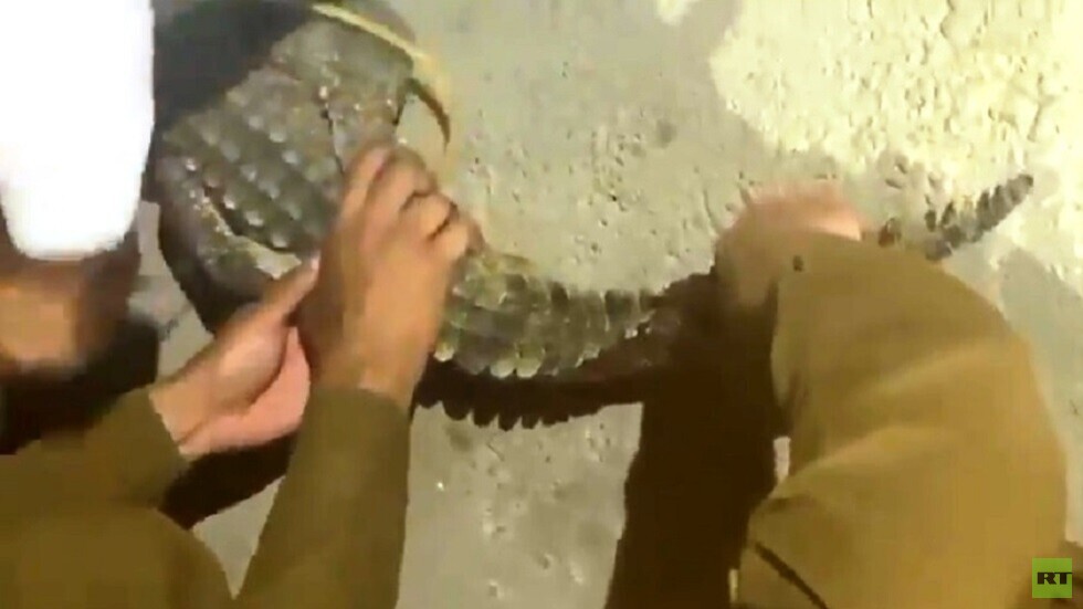 شاهد.. السيطرة على تمساح يتجول في السعودية