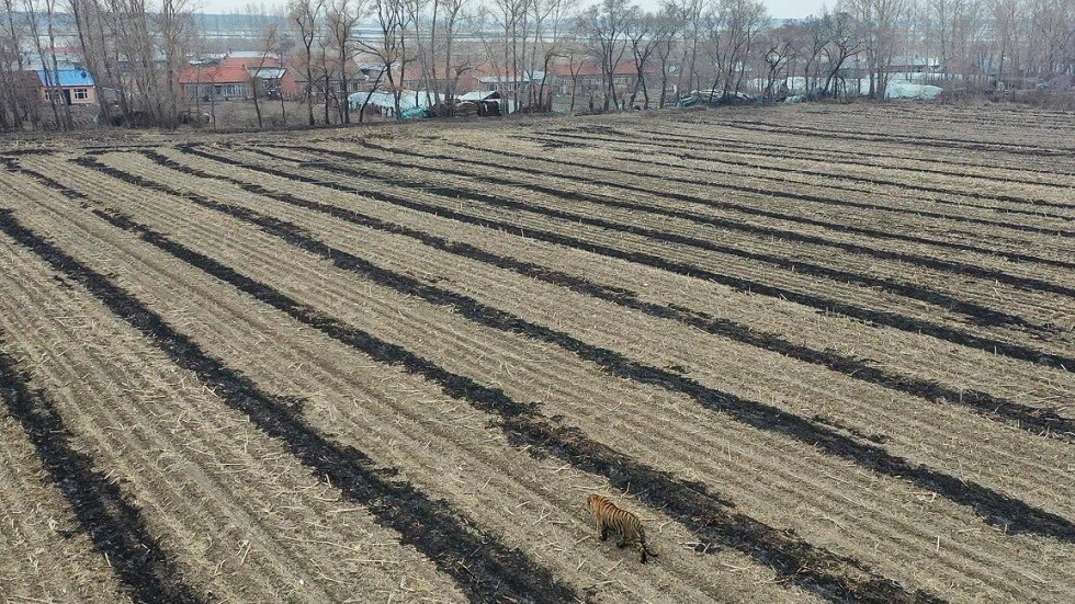 نمر سيبيري يثير الرعب في قرية صينية (فيديو)