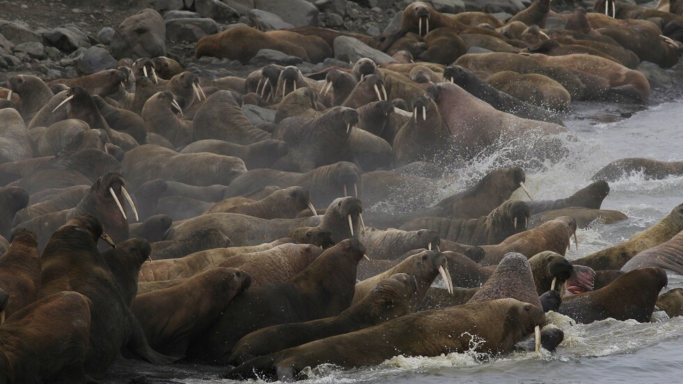 العثور على أكثر من 150 فقمة نافقة على ساحل بحر قزوين