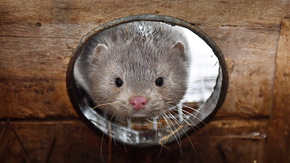 حرق ملايين جثث المنك في الدنمارك على مدى شهرين