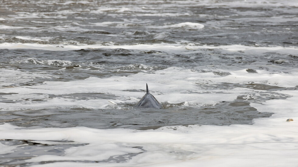 فيديو.. عناق حوتين مهددين بالانقراض