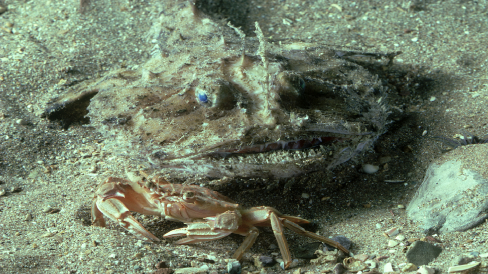 سمكة غريبة من أعماق البحار تصل إلى شاطئ كاليفورنيا في حالة نادرة للغاية (صور)