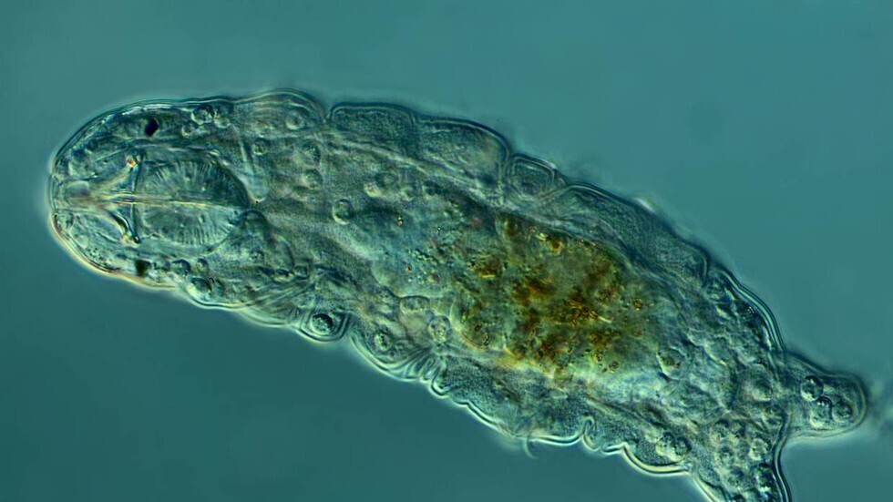 العلماء يفجّرون أقسى مخلوق 