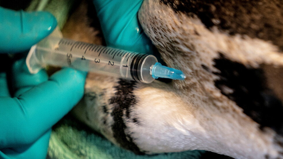 تفشي إنفلونزا الطيور "H5N8" في منطقة صينية