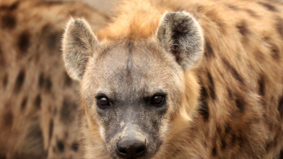 لبنان.. إنقاذ ضبع علق في إحدى برك الصرف الصحي (فيديو)