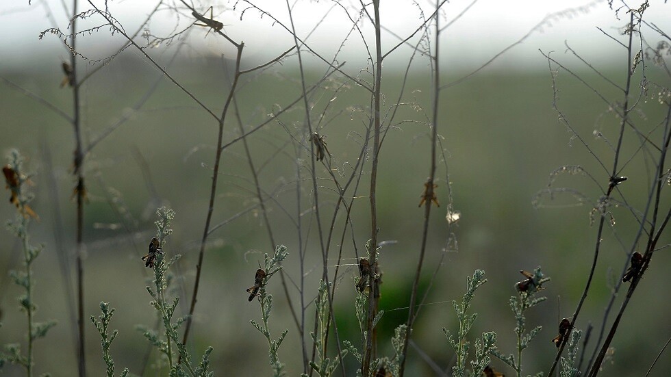 لأول مرة منذ 17 عاما.. مليارات حشرات السيكادا تهاجم الولايات المتحدة