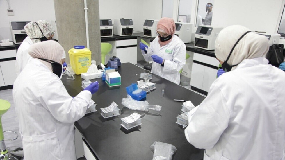 حجاوي: لا إصابات بـ"العفن الأسود" في الأردن