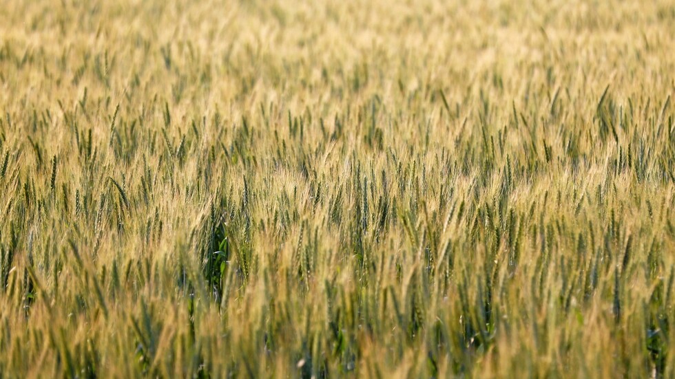 لأول مرة.. مصر تعلن الاكتفاء من أهم سلعة غذائية في البلاد