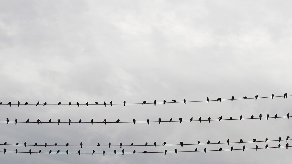 "طائر كبير حط على الخط".. إحدى الفرضيات وراء انقطاع الكهرباء في الأردن