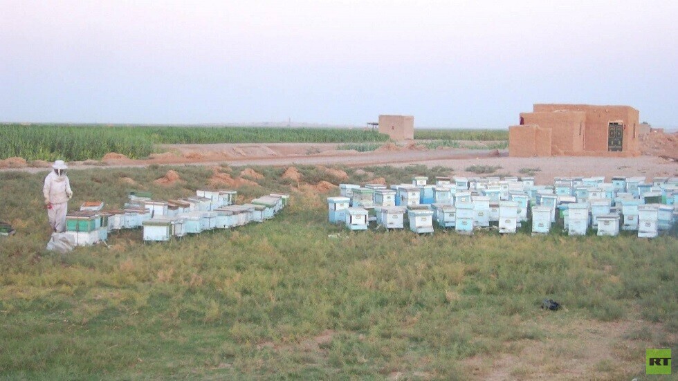سوريا.. توقعات بزيادة إنتاج العسل وانخفاض أسعاره