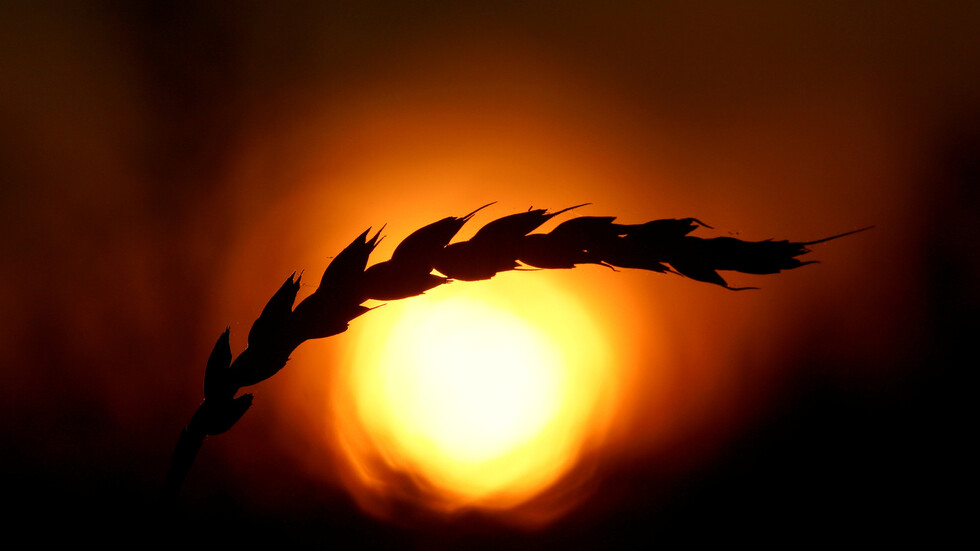 روسيا ستورد مليون طن من القمح إلى سوريا