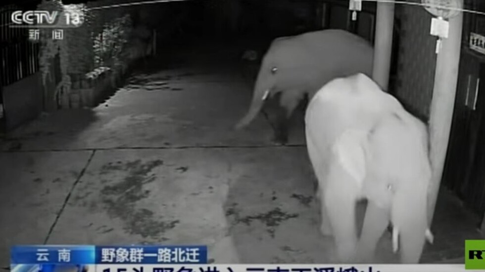 شاهد.. أفيال تقتحم شوارع الصين