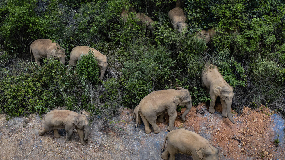 قطيع من الفيلة يقترب من مدينة رئيسية صينية ويهدد السكان (صور+فيديو)