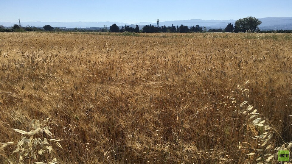 الحكومة السورية: حريصون على شراء كل حبة قمح ولا تساهل مع المتاجرين به