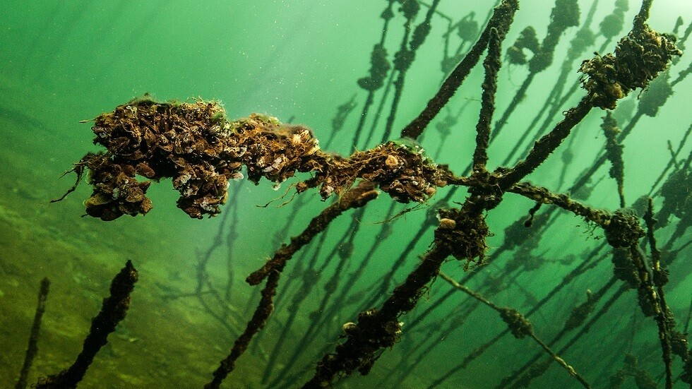 العلماء الفرنسيون يقترحون استخدام الرخويات لمتابعة انتشار فيروس كورونا