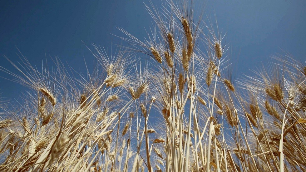 الجزائر.. محصول الحبوب قد يهبط 40% هذا العام