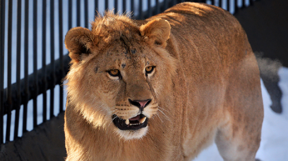 نفوق لبؤة بكورونا في حديقة حيوان بالهند