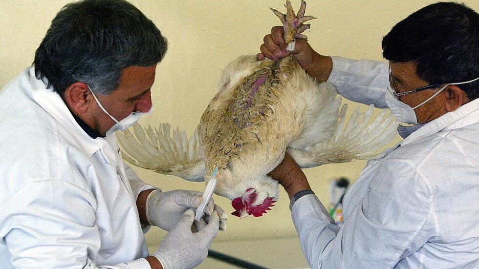 إنفلونزا الطيور تعود للعراق من جديد.. نفوق آلاف الدواجن في البصرة (فيديو)