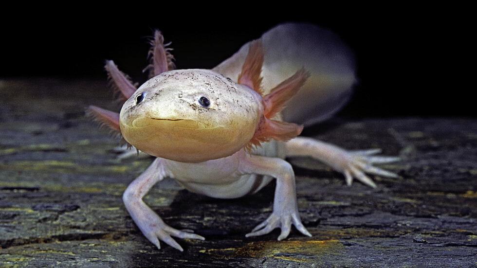 العلماء يزعمون امتلاك البشر قدرة 