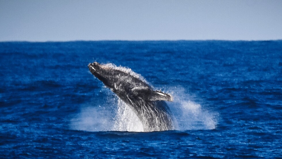 صياد أمريكي يروي تجربته بعد أن ابتلعه حوت وبصقه