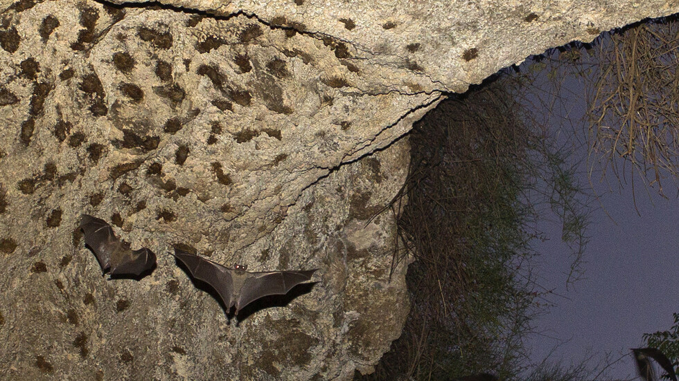 وسط جدل عن منشأ كورونا.. خبراء صينيون يكتشفون فيروسات تاجية مشابهة لدى الخفافيش