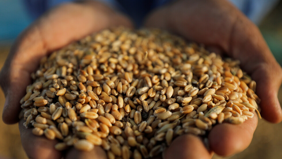 الجزائر ترفض شحنة قمح فرنسي بعد العثور على حيوانين نافقين فيها