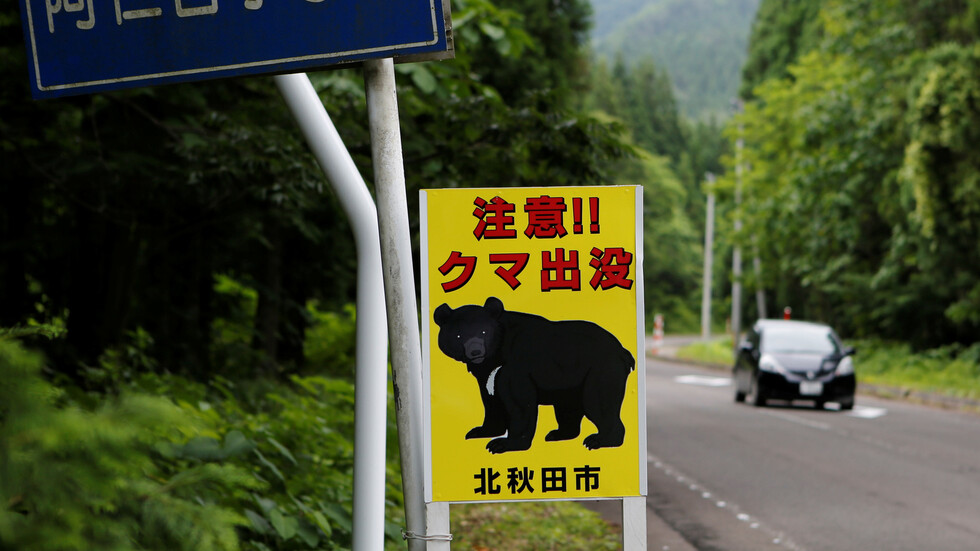 دب يصيب 4 أشخاص ويتسلل إلى قاعدة عسكرية في اليابان