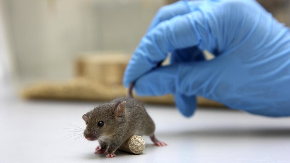 اكتشاف نوعين جديدين من خلايا دماغية غير معروفة سابقا في الفئران